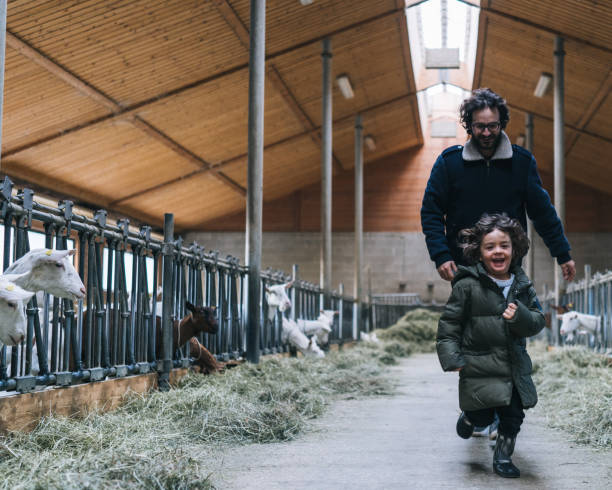 istock Father and son run through goat barn in the morning 1305333834