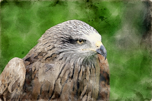 Watercolor of a Eagle