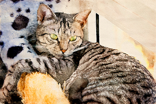 Watercolor of a Domestic Cat