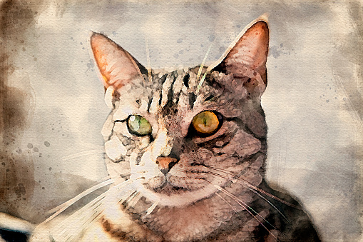 Watercolor of a Domestic Cat