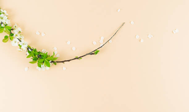 Plum branch with white flowers on cream background. Copy space. Spring concept. Top view.