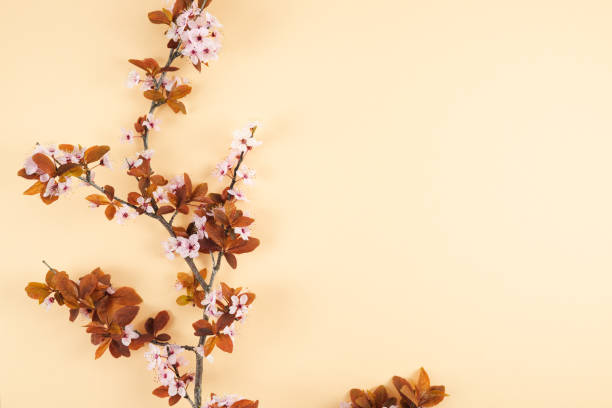 Plum branch with flowers on cream background. Copy space.