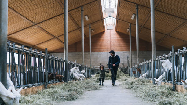 istock Father and son run through goat barn in the morning 1305334108