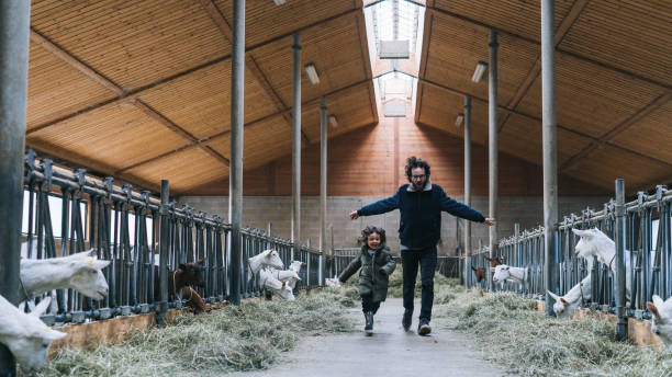 istock Father and son run through goat barn in the morning 1305334673