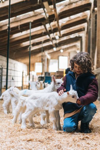 Young boy relaxes in barn, with herd of baby goats in the morning He smiles cheerfully, as he bends down to pet one goat pen stock pictures, royalty-free photos & images