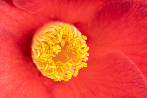 Macro shot of a beautiful red camellia with stamen, pistils and petals. Flower background