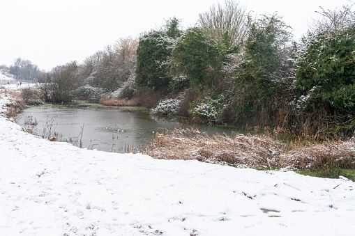 Moorland bushes and drainage pond in a snow shower near Stukeley Meadows, Huntingdon, Cambridgeshire, UK.