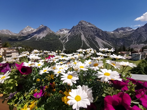 Spring flowers on a mountain background