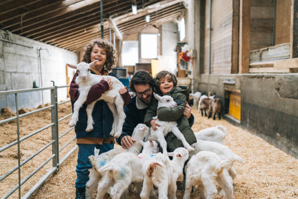 Father and two sons relax in barn, with herd of baby goats in the morning They pick up some of the baby goats surrounding them and smile at camera goat pen stock pictures, royalty-free photos & images