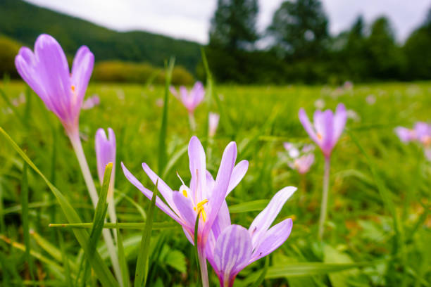 アルプスの緑豊かな牧草地にピンクの秋のクロッカス(コルチカム秋の)の広角マクロショット。美しいが、有毒な野生の花。背景ぼかしを含む選択的なフォーカス。低角度ビュー、クローズ� - spring crocus temperate flower european alps ストックフォトと画像