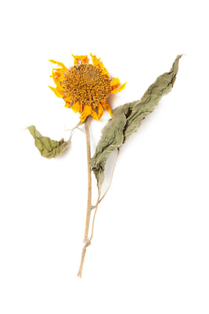 istock Herbarium sunflower with dry pressed plants on white 1305336102
