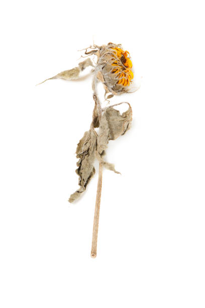 istock Herbarium sunflower with dry pressed plants on white 1305336140