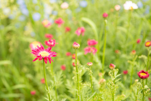 Red pyrethrum flowers in a sunny bright summer garden. Close up.