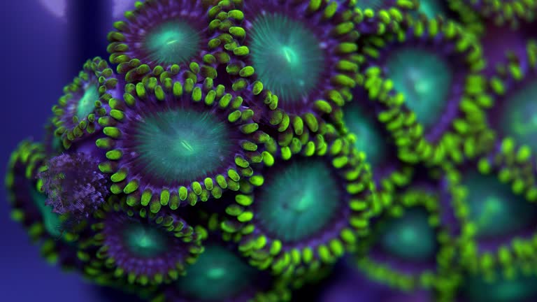 green coral super macro shot