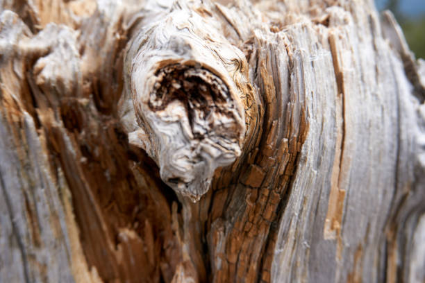 istock Close up of a tree trunk 1305339577