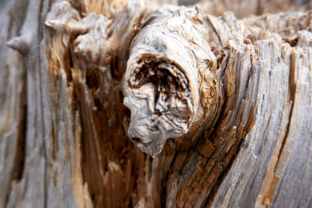 istock Close up of a tree trunk 1305339583