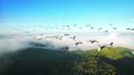 istock A flock of cranes flying under blue sky, migratory birds, panorama 1305339610