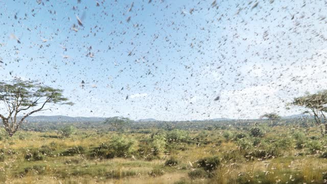 A swarm of locusts flying across fields, a plague of locusts in Africa