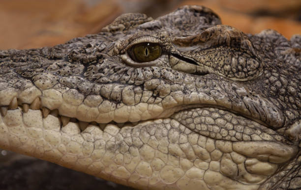 istock crocodile head close-up on brown background 1305340461