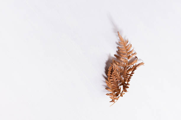 istock Simple autumn botany background with dried brown fern leaf in sun light with bizarre shadow on white wood board, top view, copy space. 1305340480