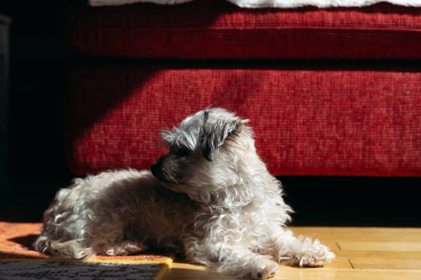 istock Cute little dog sunbathing on room floor 1305340579