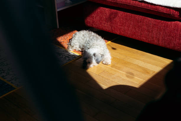 istock Cute little dog sunbathing on room floor 1305340588