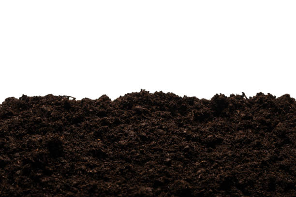 istock Black land for plant. 1305340885