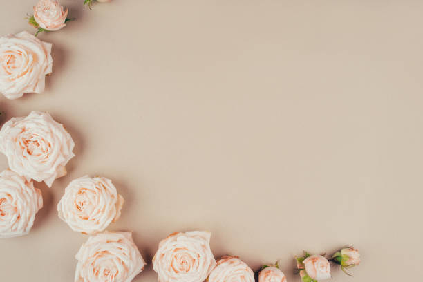 istock Spring background. Rose flowers on a beige background. 1305341044