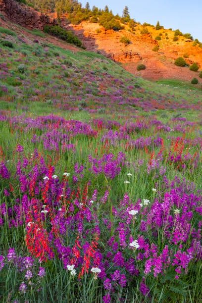 istock Wildflowers Beside Glowing Ridge 1305342612