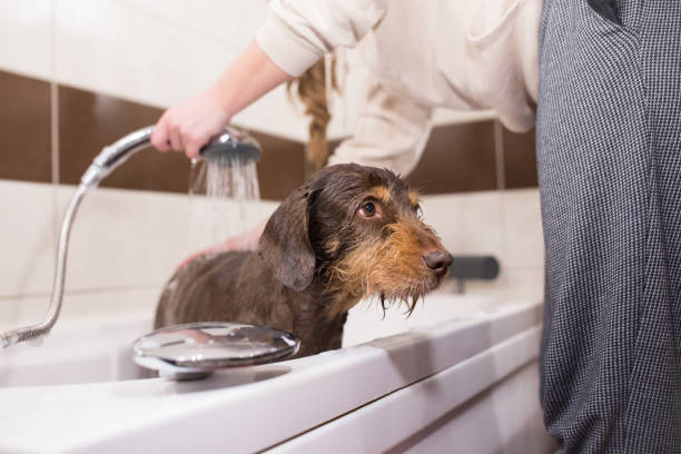 istock Washing senior dog in bathroom 1305342992