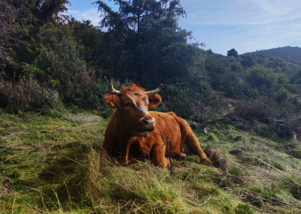 vaca sentada en un prado - cencerro fotos fotografías e imágenes de stock