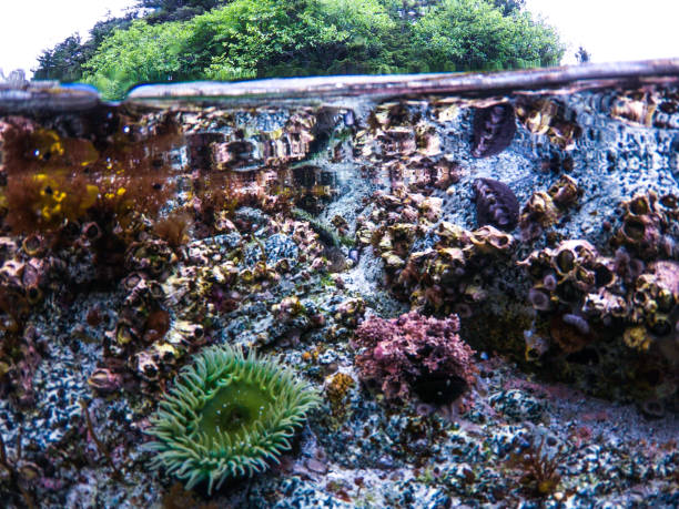 Intertidal - Tide Pool - with Colorful Animals in Southeast Alaska,USA Intertidal - Tide Pool - with Colorful Animals in Southeast Alaska,USA in Elfin Cove, AK, United States barnacle stock pictures, royalty-free photos & images