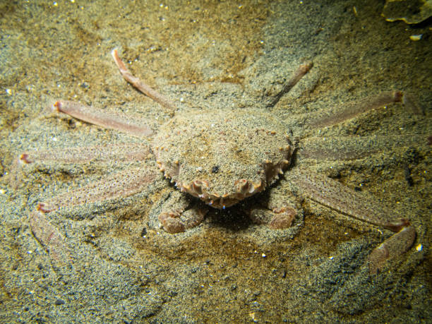 tanner crab zagrzebane w piasku, zakamuflowane podwodne południowo-wschodniej alaski - lynn canal zdjęcia i obrazy z banku zdjęć