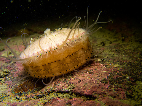 Scallop with Dozens of Eyes Looks at Me Underwater in Southeast Alaska in Juneau, AK, United States
