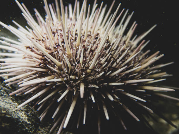 purple sea urchin close up underwater southeast alaska, usa - green sea urchin fotos imagens e fotografias de stock