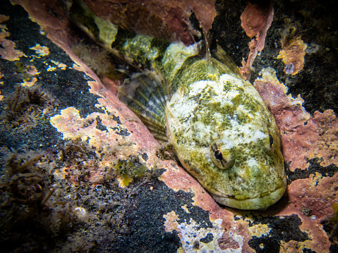Sculpin Fish Among Colorful Rocks Underwater in Southeast Alaska, USA in Juneau, AK, United States
