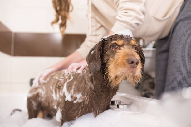 istock Washing senior dog in bathroom 1305343369