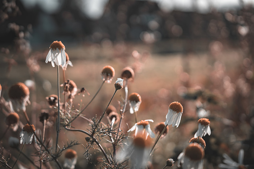 Faded withered daisies in the sun on an autumn morning in Hildesheim, NDS, Germany
