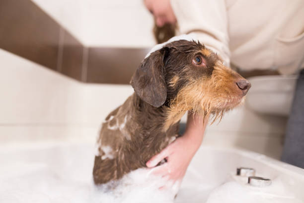 istock Washing senior dog in bathroom 1305343421