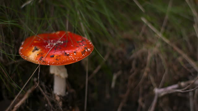 Dangerous Red Toadstool in Forest