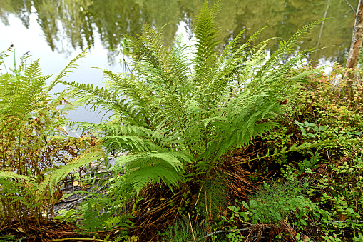 Fern (Polypodiopsida or Polypodiophyta) on shore of forest lake