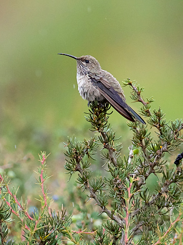 An adult female White-sided Hillstar (Oreotrochilus leucopleurus) hummingbird rests on a bush at 3000 metres elevation in the Andes of central Chile