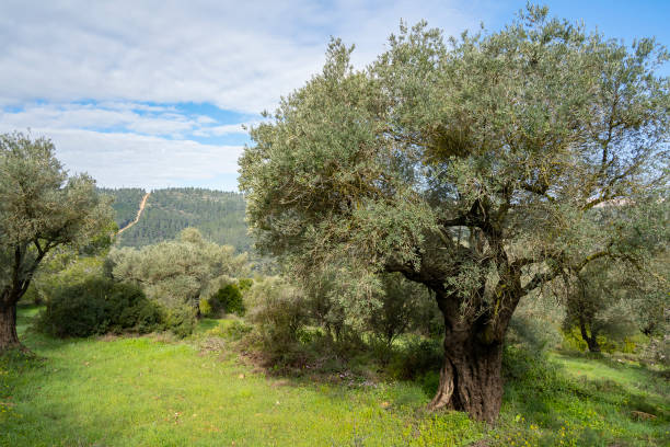 drzewa oliwne - jerusalem israel tree ancient zdjęcia i obrazy z banku zdjęć