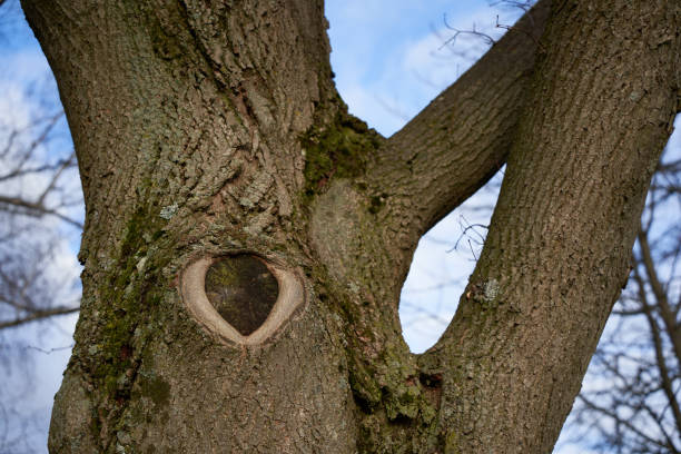 istock trunk of a tree. close up. side view. ( pareidolie) 1305345666