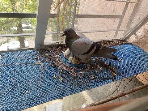 Pigeon hatching its young ones in a nest on a window