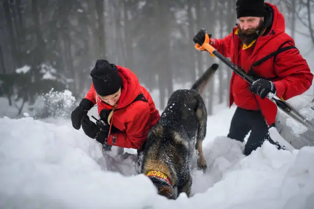 Photo of Mountain rescue service with dog on operation outdoors in winter in forest, digging snow.