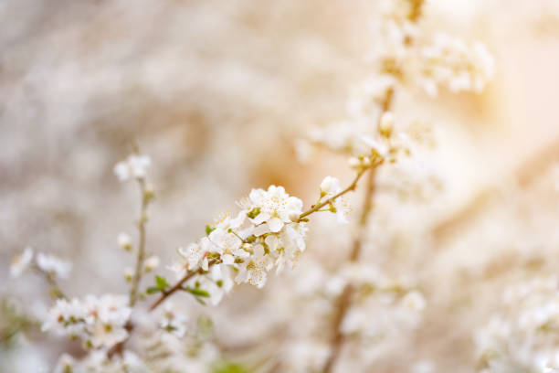istock Cherry blossom in full bloom. Cherry flowers in small clusters on a cherry tree branch, fading in to white. Shallow depth of field. Focus on center flower cluster. 1305347385