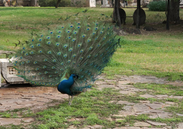 istock Male peacock with his feathers open. 1305347443