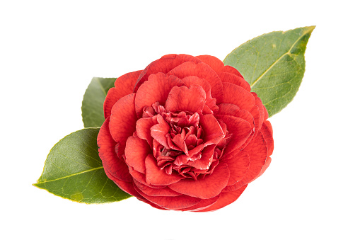 Fully bloom Red camellia flower and leaves isolated on white background. Camellia japonica