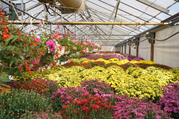 istock Plant green house flowers nursery 1305348801
